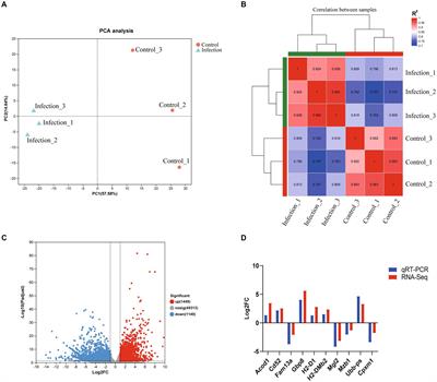 Transcriptomic analysis of <mark class="highlighted">reproductive organs</mark> of pregnant mice post toxoplasma gondii infection reveals the potential factors that contribute to poor prognosis